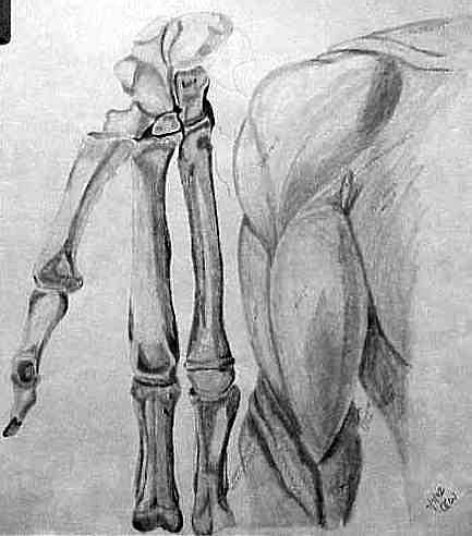 anatomy studies