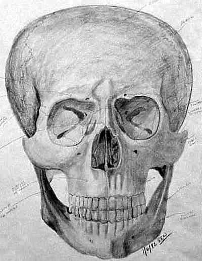 skull anatomy