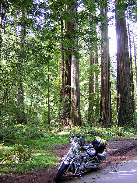 humbolt redwoods