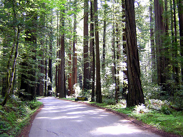 Humboldt Redwoods State PArk