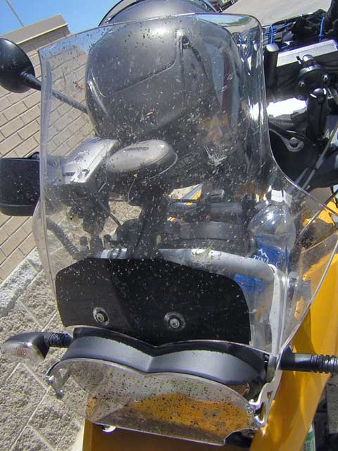 Iowa Bugs
